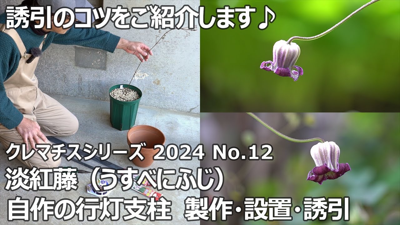 【クレマチスシリーズ 2024 No.12】淡紅藤～行灯支柱製作と設置・初誘引～