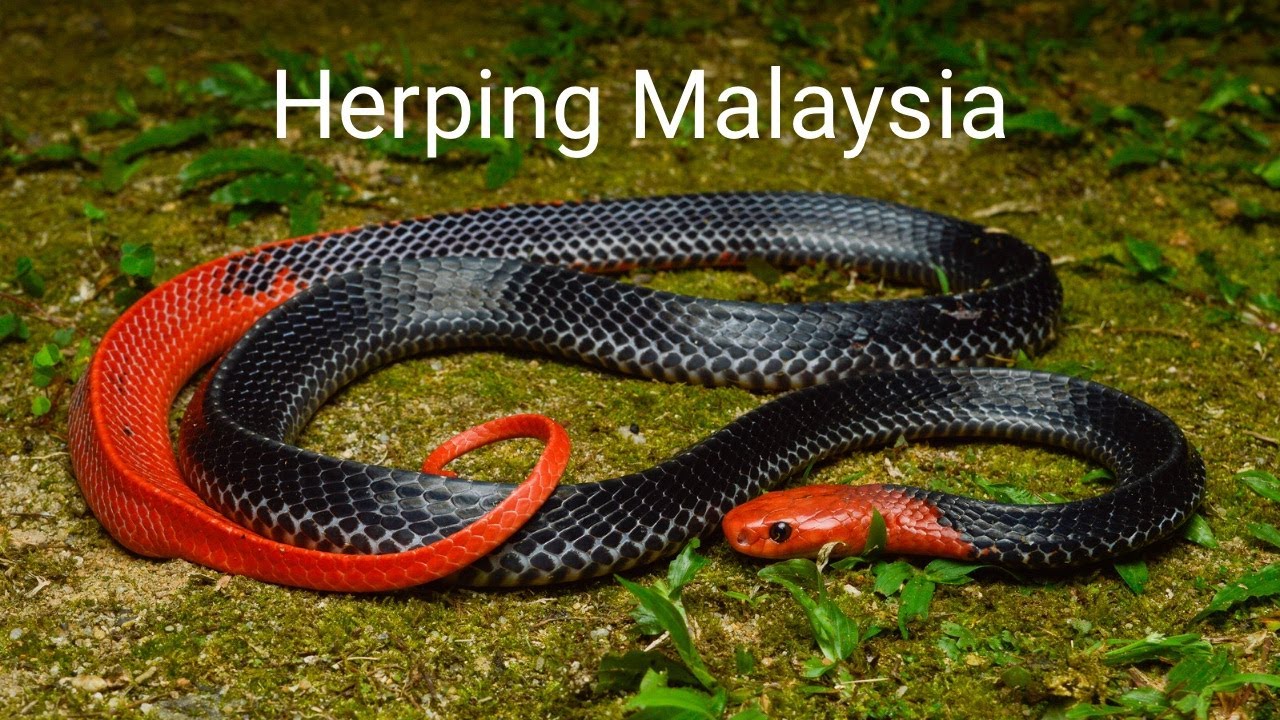 Herping Malaysia - Red-headed Kraits and Wolf Snakes