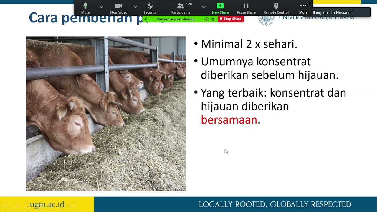 Sapi Gemuk Tanpa Konsentrat. Mungkinkah?