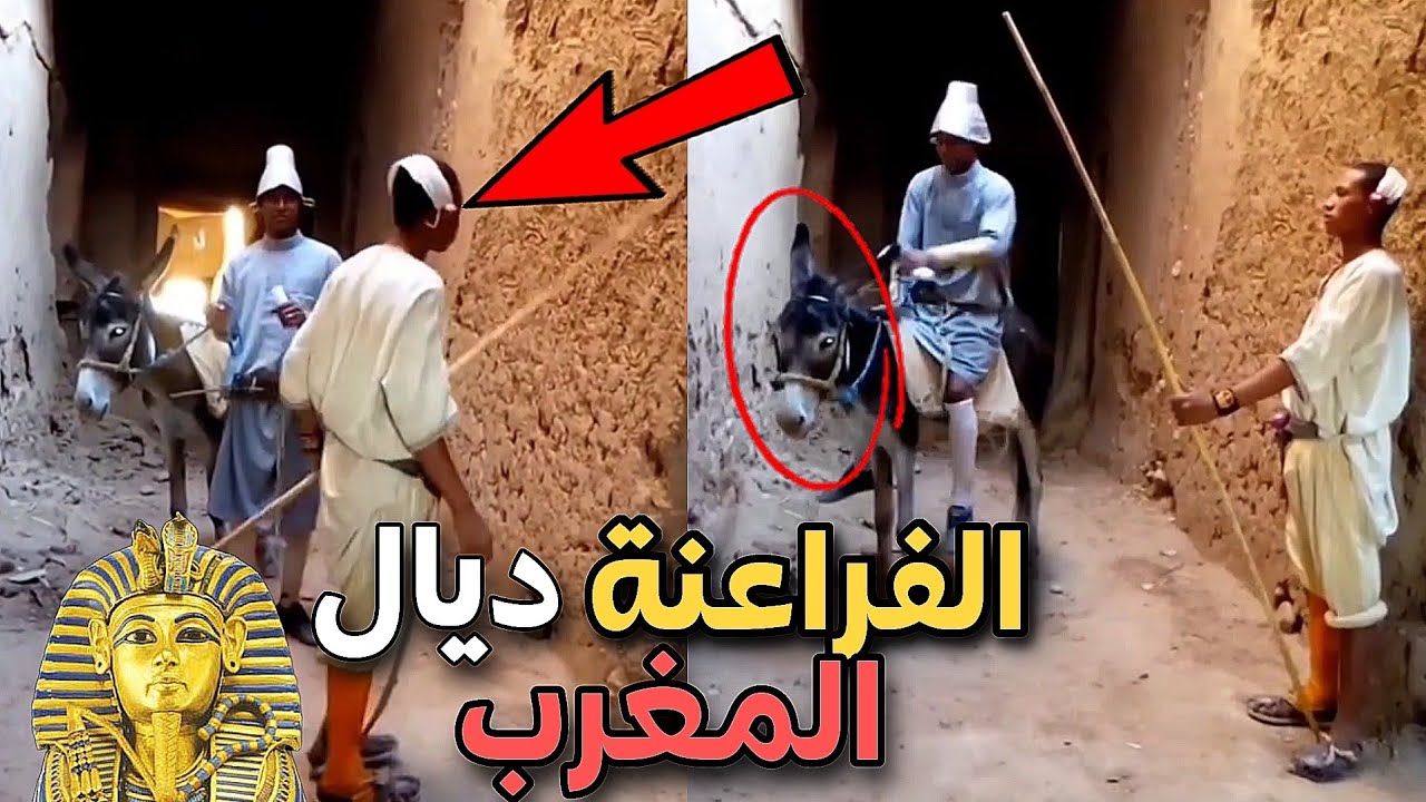 الفراعنة ديال المغرب 🤣 راكبين فوق حمار 🐴🤦‍♂️