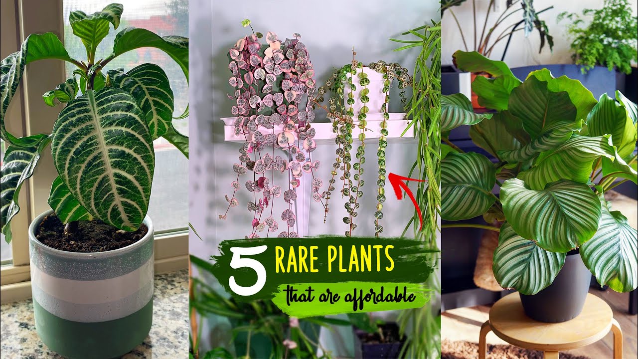 5 Rare Plants That Are Surprisingly Affordable in 2025