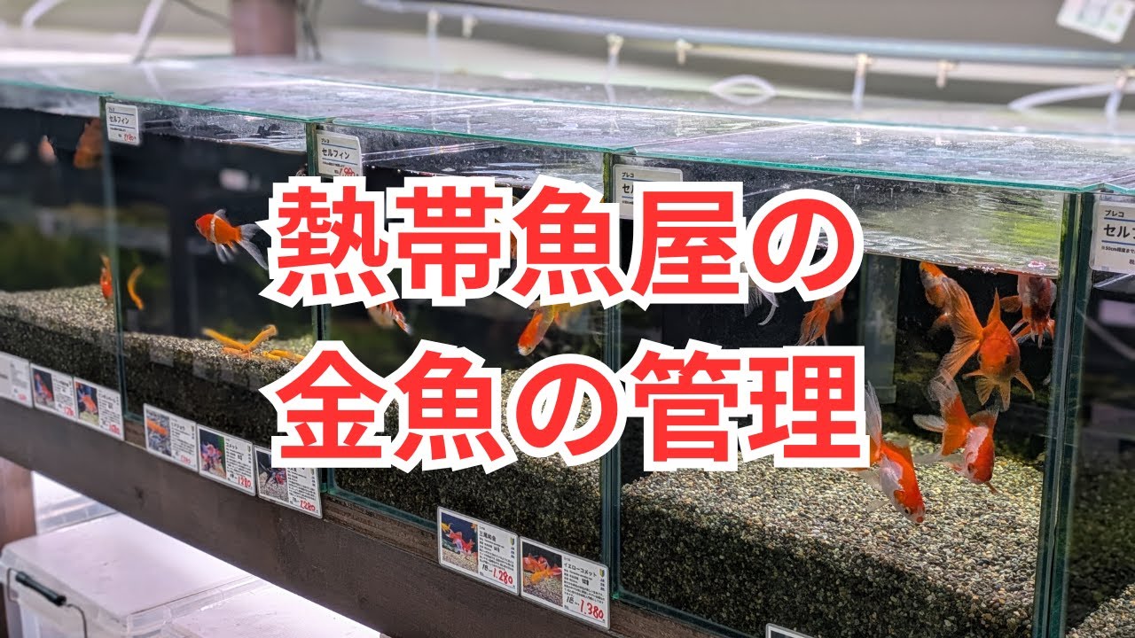 僕がやってる金魚水槽の管理