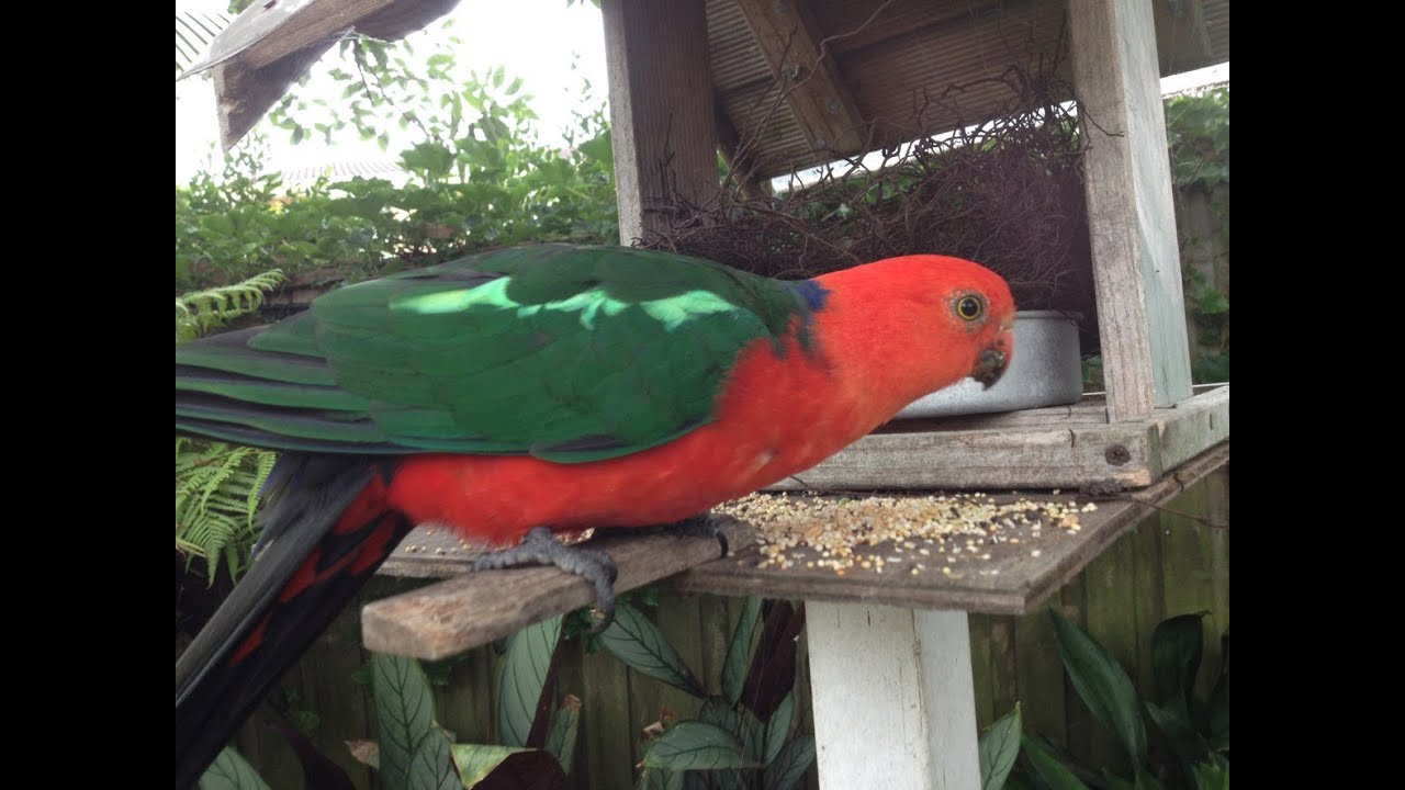 Australian King Parrot (Alisterus scapularis)