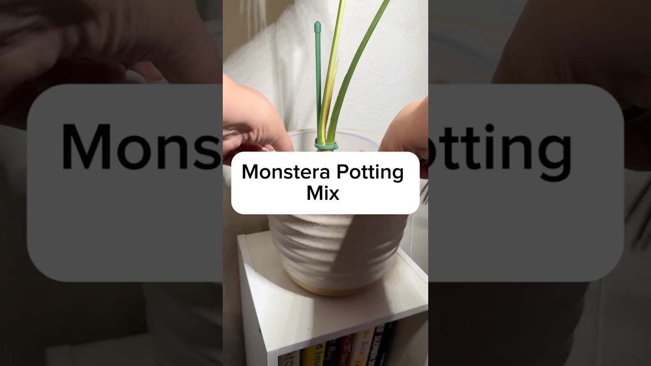 Monstera Plant Care Tips | Use A Chunky Soil Mix #plantcare