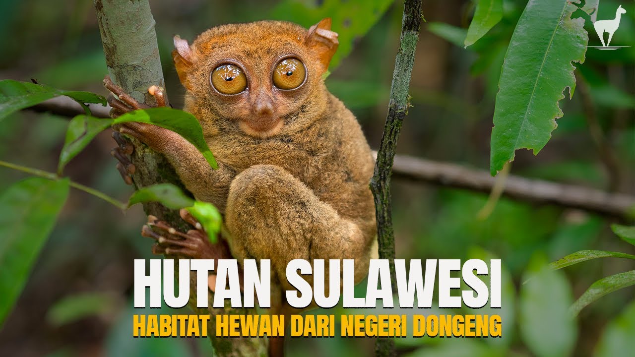Hutan Sulawesi: Habitat Satwa dari Negeri “Dongeng”, Daerah Paling Unik di Indonesia