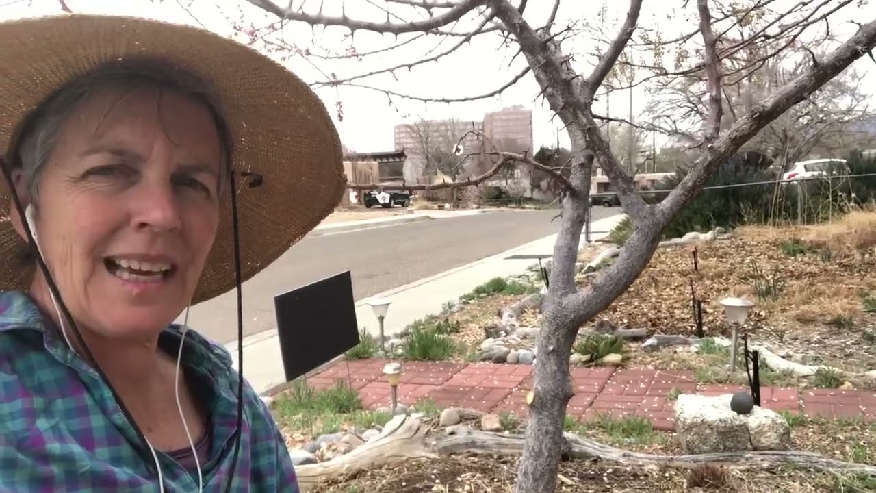 Fruit Trees: How to Remove the Temporary Lower Branches