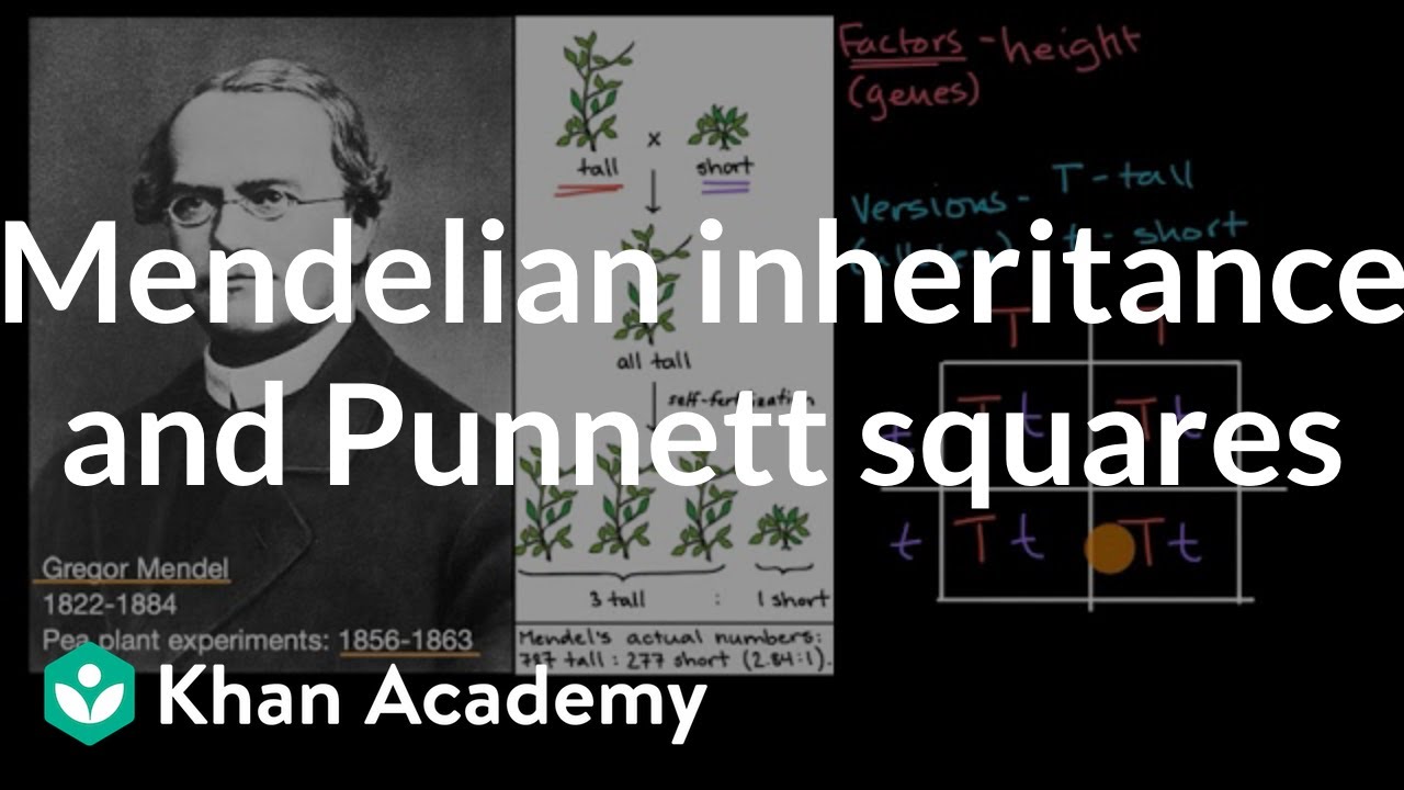 Mendelian inheritance and Punnett squares | High school biology | Khan Academy