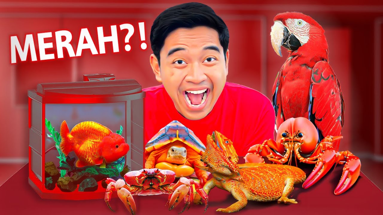 BELI SEMUA HEWAN WARNA MERAH DI TOKO IKAN TERBESAR BANDUNG!