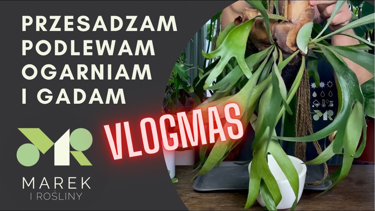 Vlogmas - przesadzam, podlewam, ogarniam i gadam.