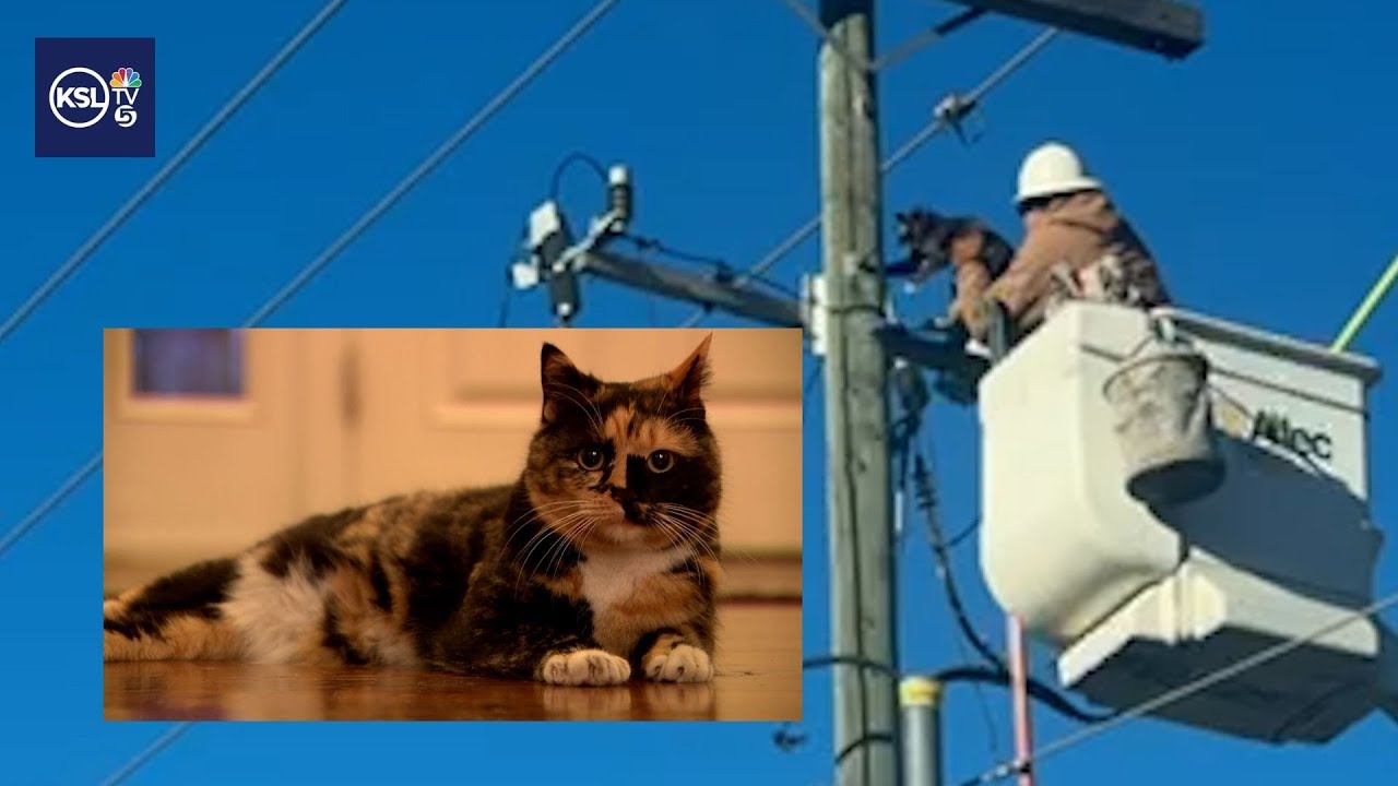 Layton cat rescue from power pole ends purr-fectly