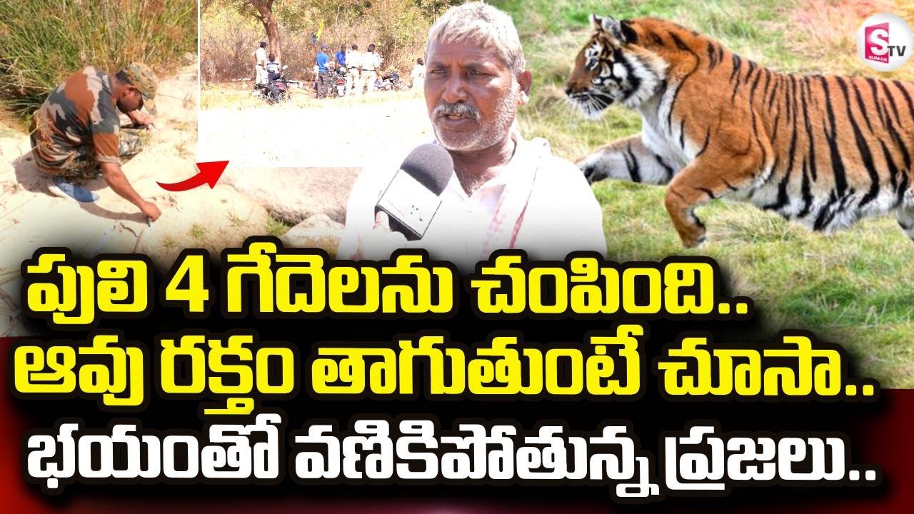 పులి 4 గేదెలను చం_పింది.. | Tiger Hulchal In Siddipet District | Telangana | @SumanTVTrend360