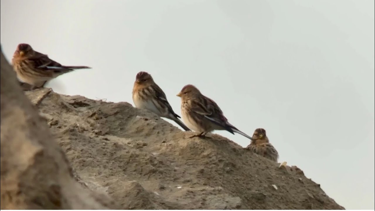 Linotte à bec jaune, Twite, Linaria flavirostris, Les Hemmes de Marck, Décembre 2025