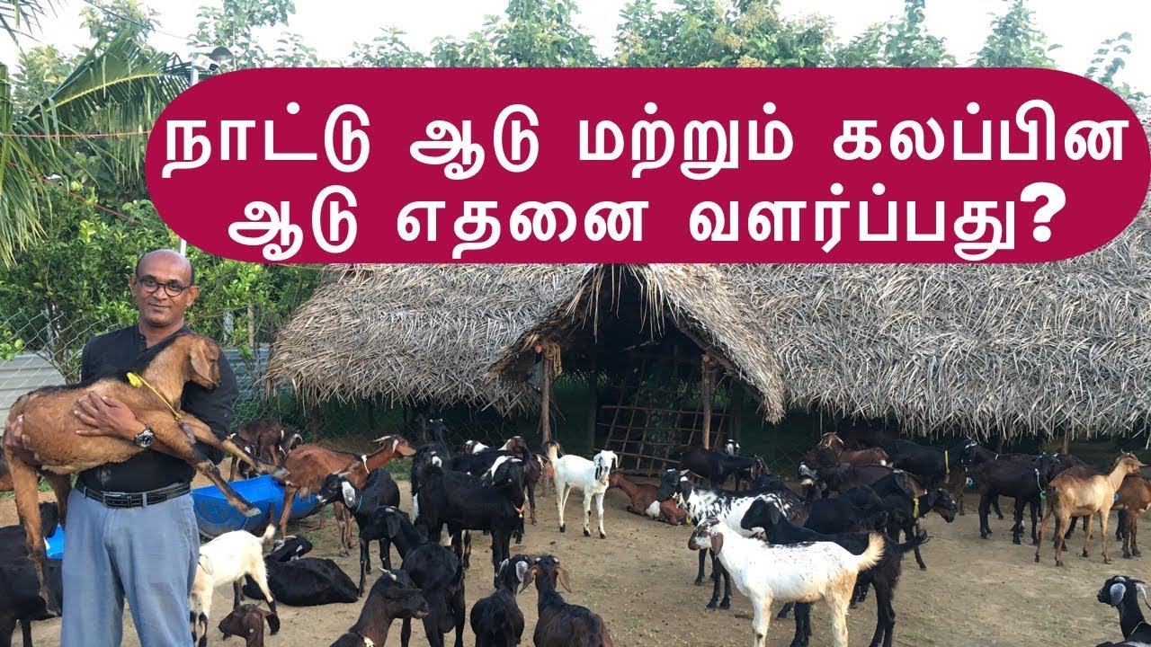 நாட்டு ஆடு மற்றும் கலப்பின ஆடு விற்பனை வாய்ப்பு எதில் அதிகம்