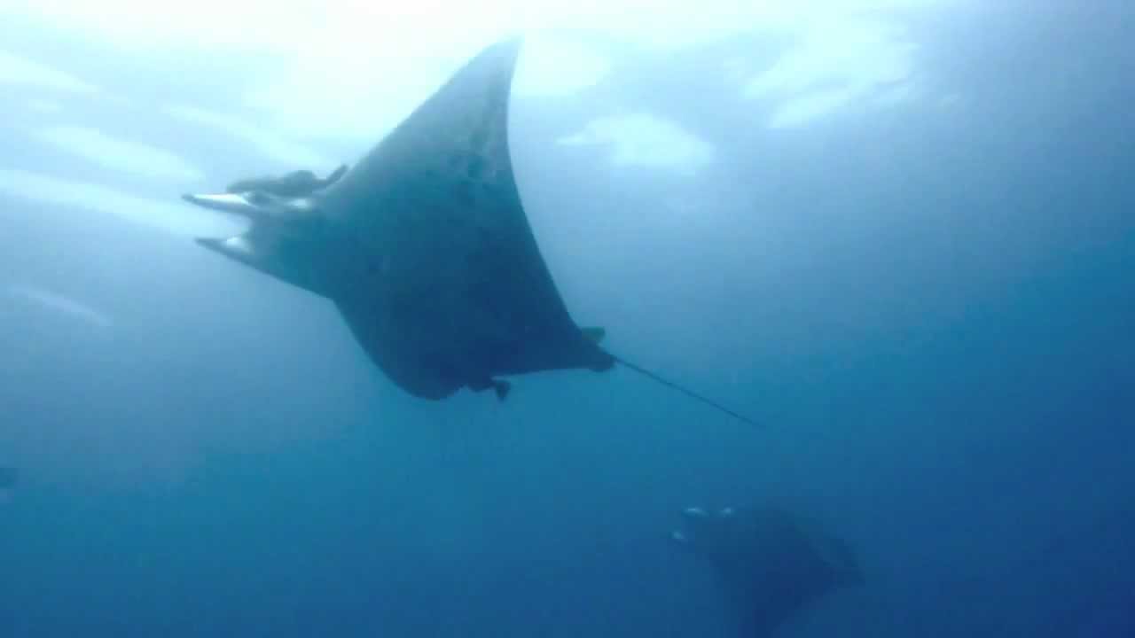 Manta Ray Day - Cape Verde Scuba Diving, 2012