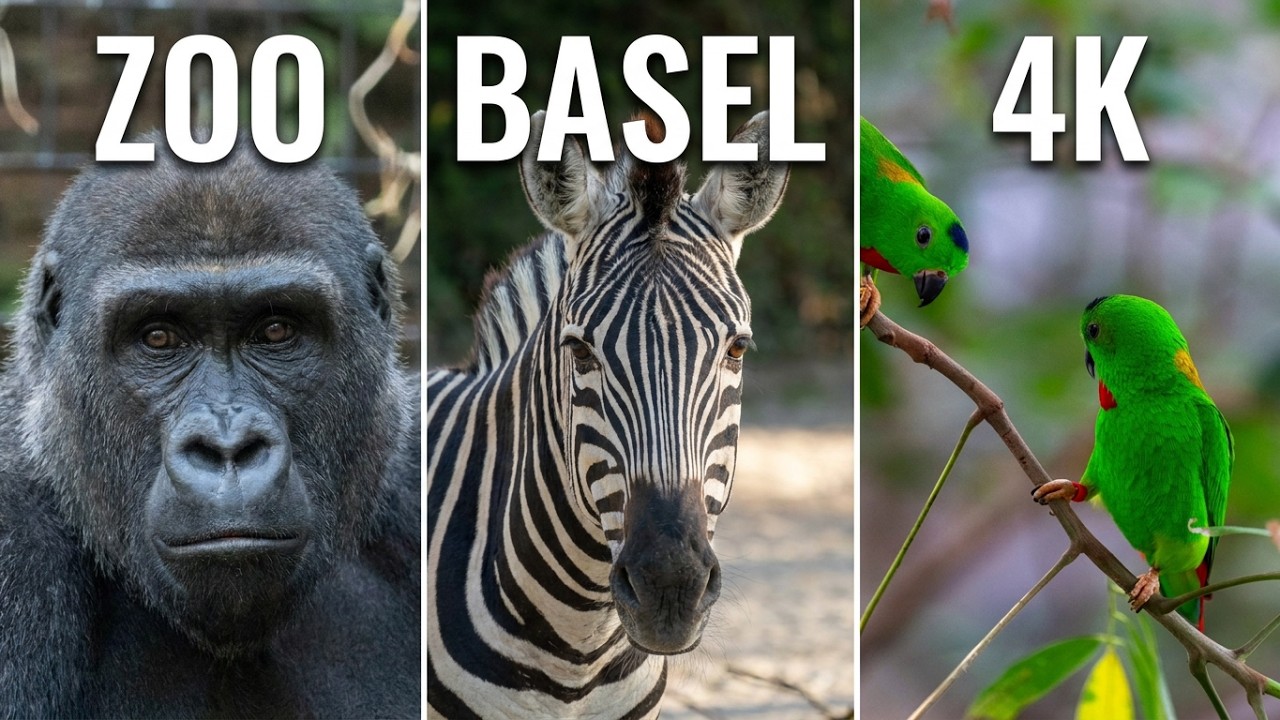 Zoo Basel (4K)