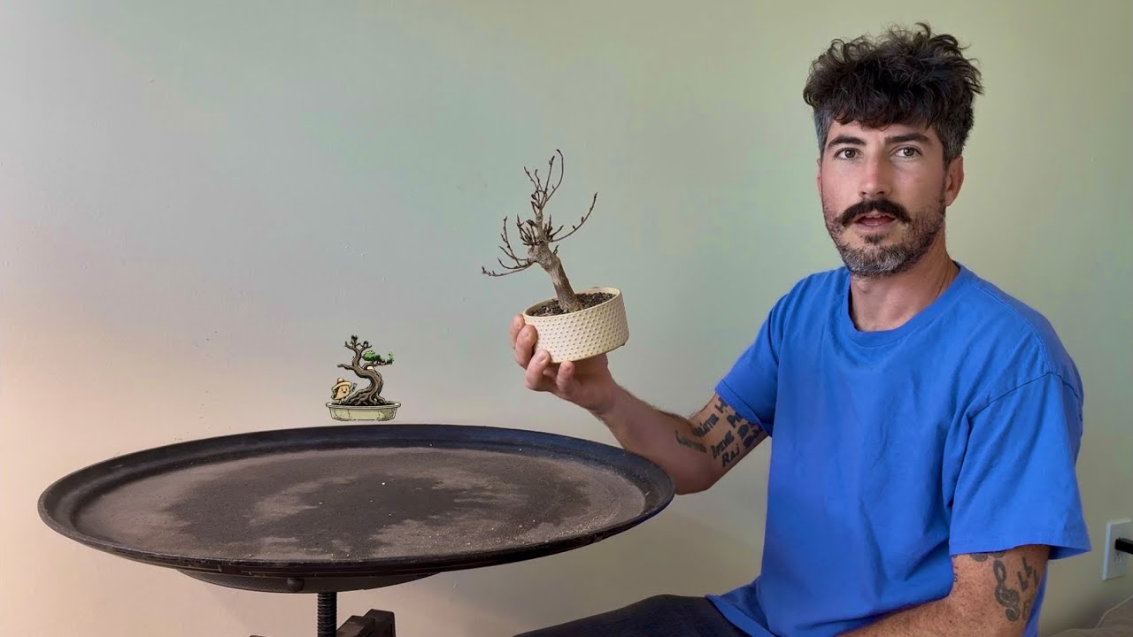 Willow Leaf Ficus Repot Taco’s Bonsaiverse Nov of 25