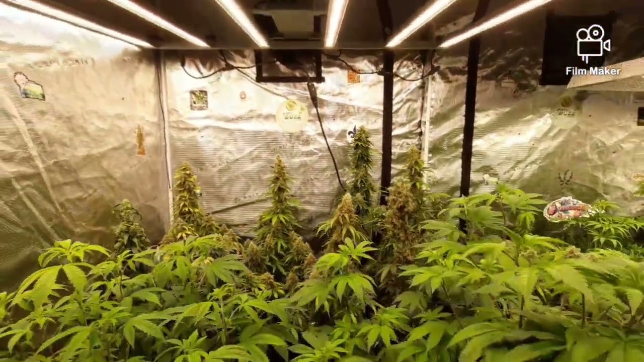 MARS HYDRO 8X8 TENT, FC-E6500, FC4800, TSW2000 AND (NEW) STRIVE NUTRIENTS 💪