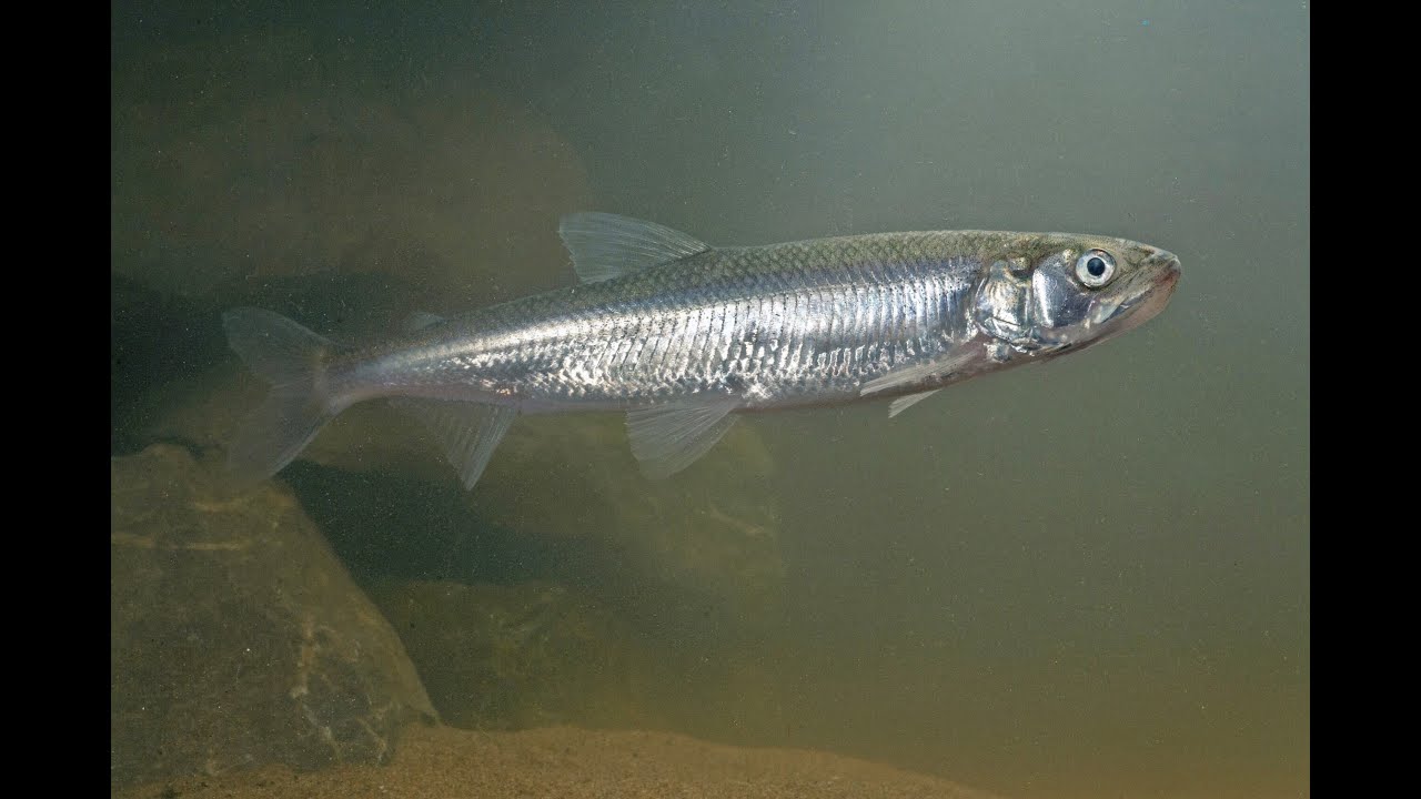 VISMIGRATIERIVIER || Visstand in het IJsselmeer
