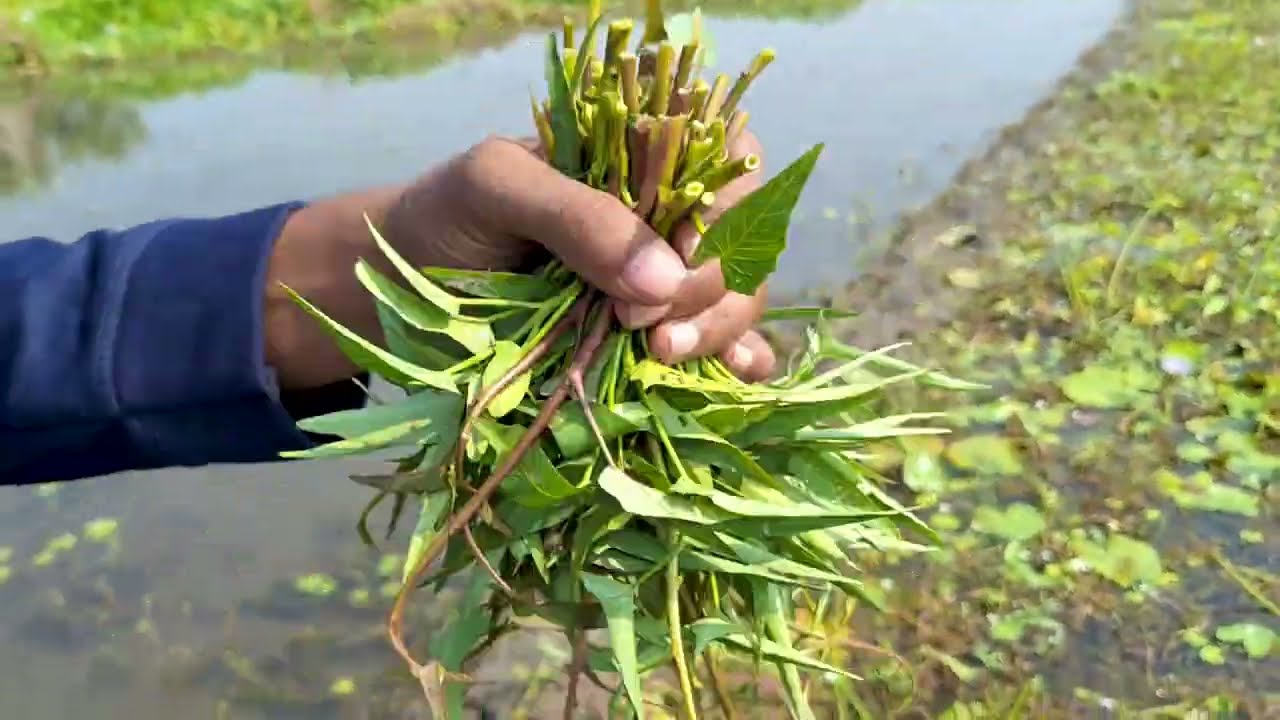 বিলের কলমি শাক, শাপলার ঢ্যাব সাথে ভয়ংকর ভৌতিক সত্যি ঘটনা || Imagine World