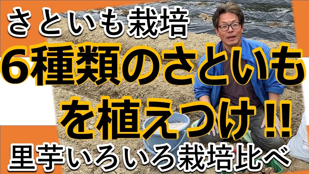 【さといも栽培】里芋いろいろ栽培比べ