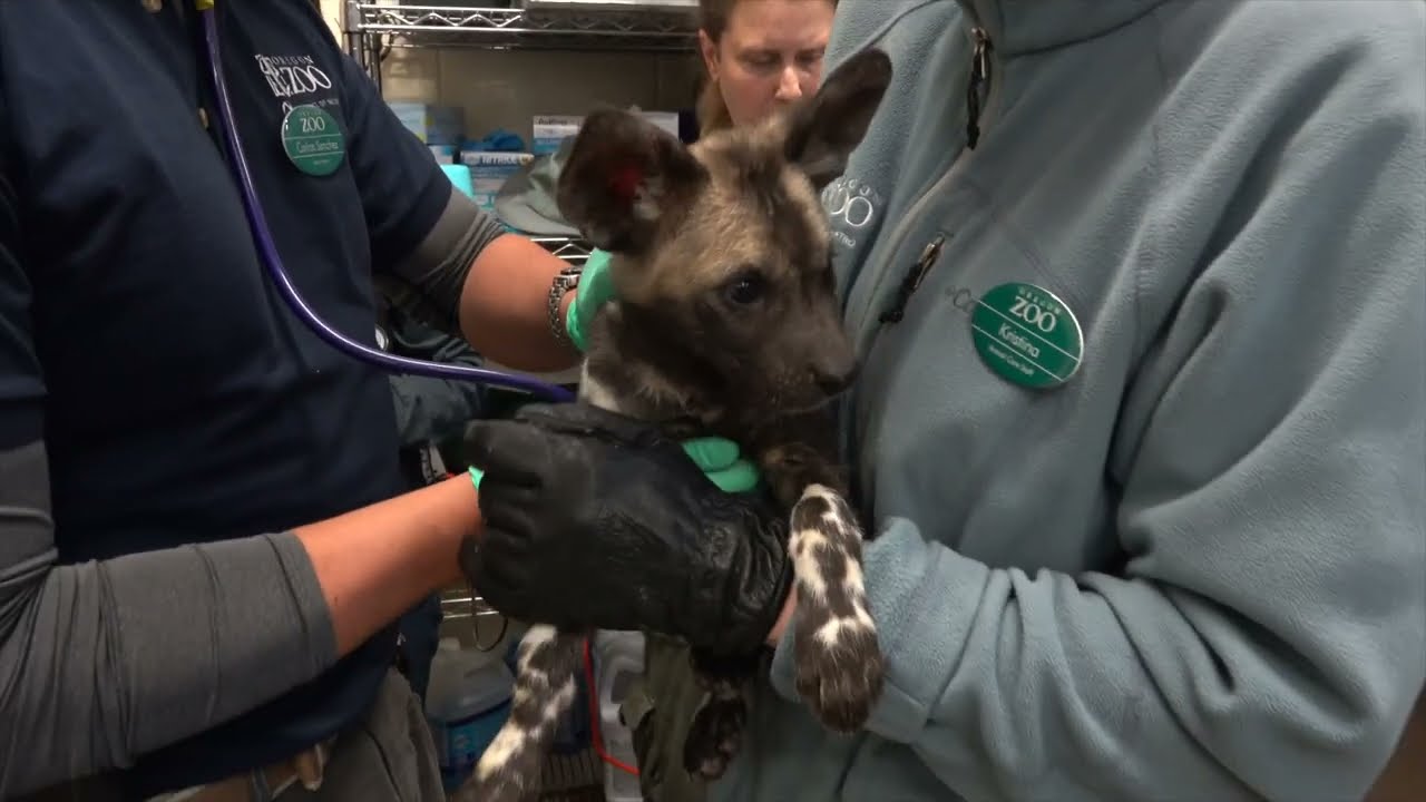 Vet Techs Care For Animals Large And Small
