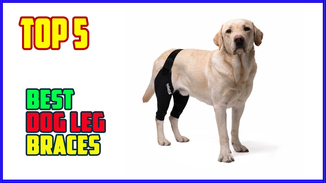 TOP 5 Best Dog Leg Braces 2026 | Don&rsquo;t Buy a Dog Leg Brace Until You Watch THIS!
