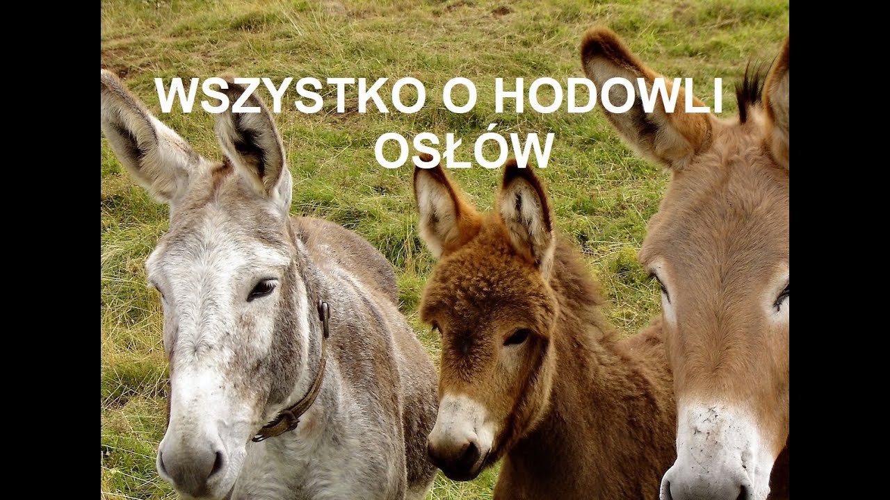 -8- ZWIERZĘTA GOSPODARSKIE: WSZYSTKO O HODOWLI OSŁ&Oacute;W, OPŁACALNOŚĆ, WYMAGANIA PORADY