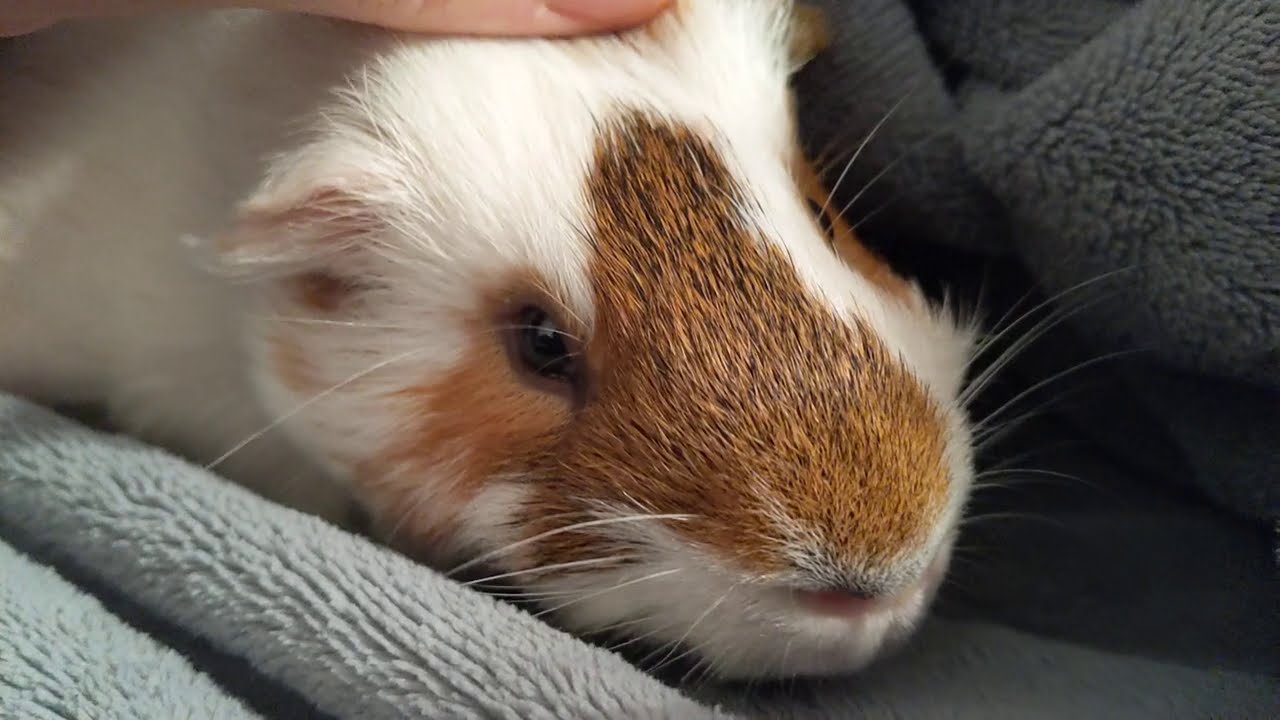 Chip is my excited squeaking guinea pig