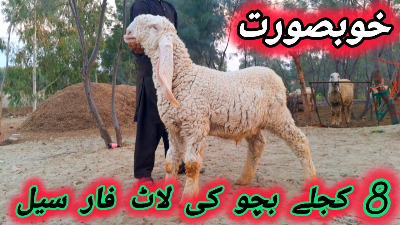Kajly baby sale of Khokhar Kajla Sheep Farm Bhakkar