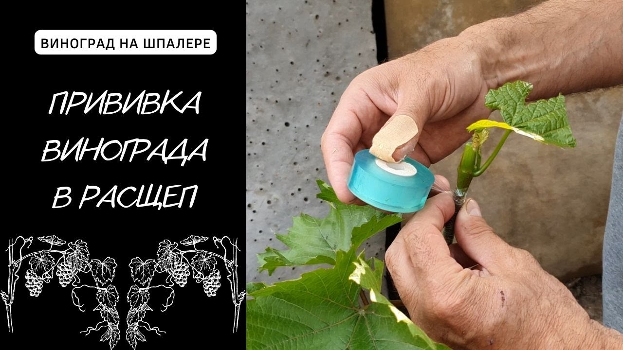 Прививка Винограда Зеленым в Зеленое. Способ Прививки в Расщеп.