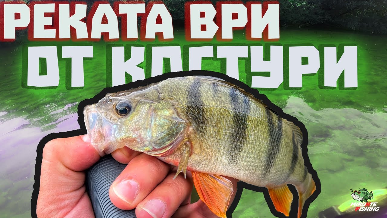Изненадващ риболов на Костури на река Искър ..  #риболов  #река
