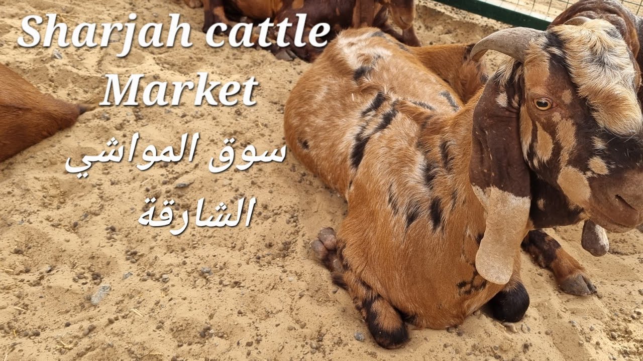 Sharjah livestock Market/ سوق المواشي في الشارقة | ep##0023