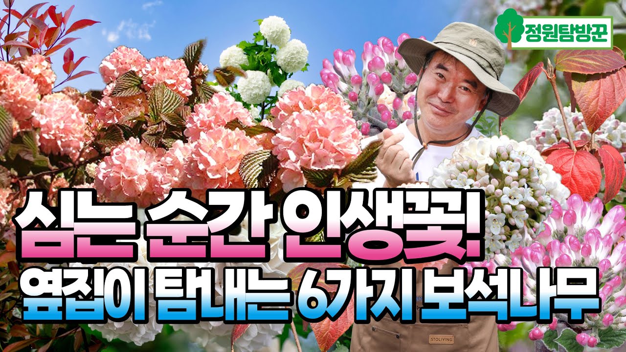 심는 순간 인생꽃! 옆집이 탐내는 6가지 정원 보석꽃나무. 가을정원 핑크오데마리, 분꽃, 설구화로 풍성하게 가꾸어보세요.