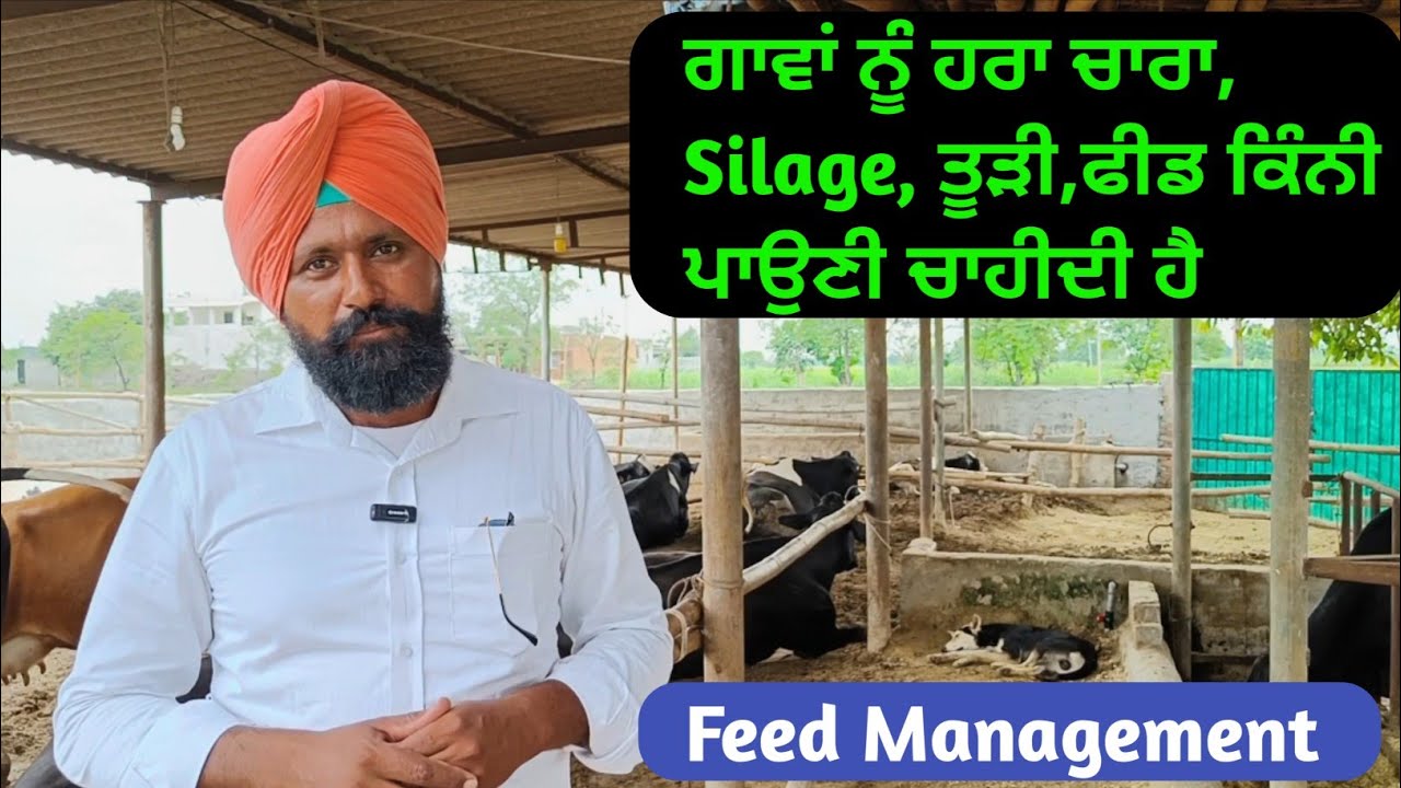 ਗਾਵਾਂ ਨੂੰ ਹਰਾ ਚਾਰਾ,Silage, ਤੂੜੀ,ਫੀਡ ਕਿੰਨੀ ਪਾਉਣੀ ਚਾਹੀਦੀ ਹੈ । Feed Management | @dairymaster3446