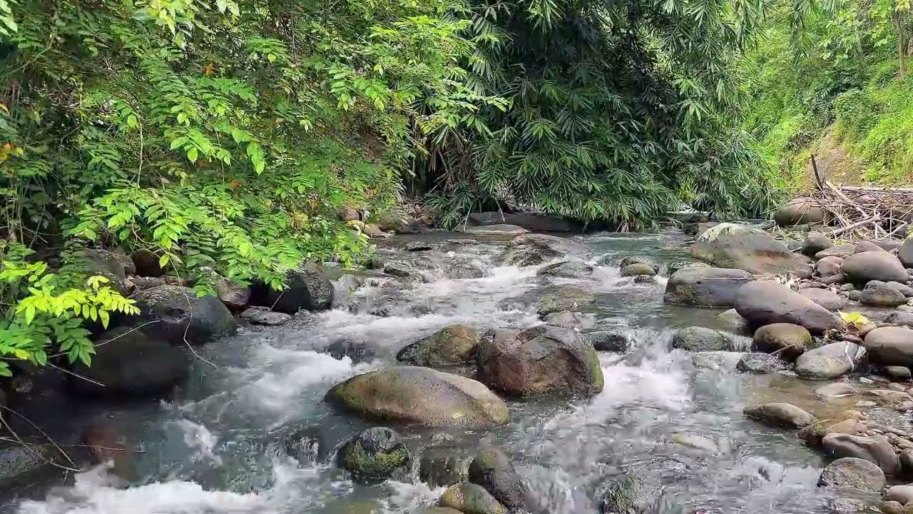 Pure Nature River Ambience in Green Forest for Sleep, Calm Mind & Recovery