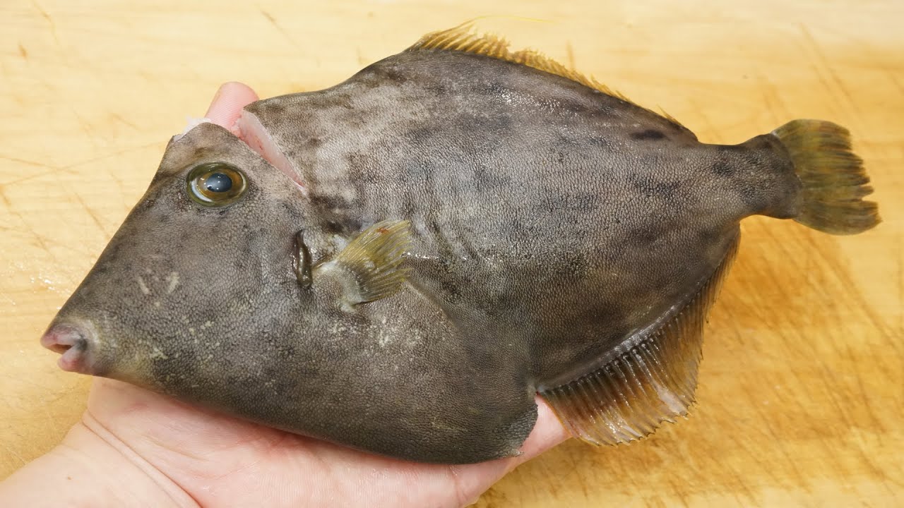 カワハギのさばき方と薄造りの刺身（肝ポン酢の作り方）