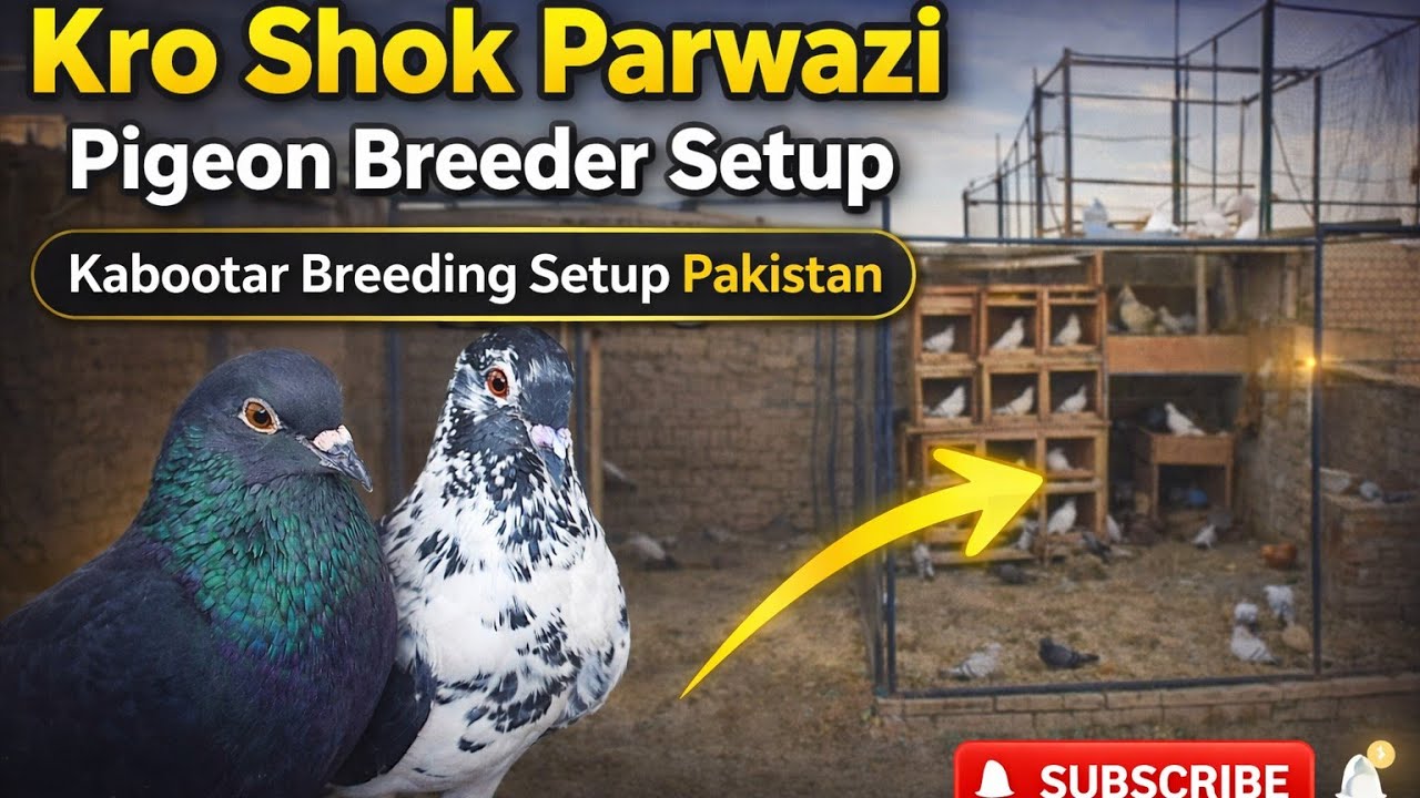 Kro Shok Parwazi&Breeder Setup | Kabootar Breeding Setup Pakistan #pigeon