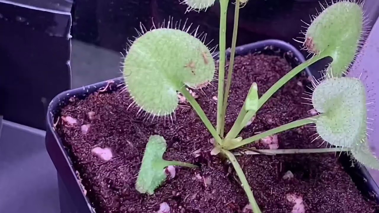 Unboxing Drosera prolifera (w/ update)