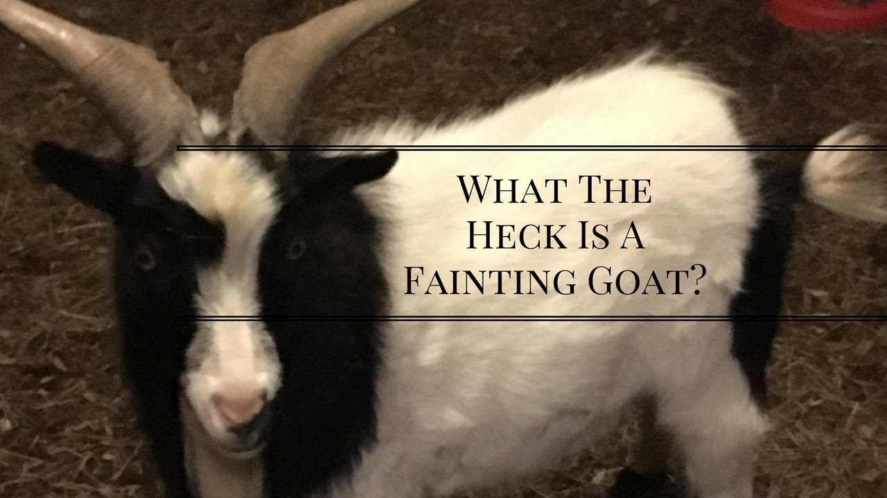 What the heck is a fainting goat?