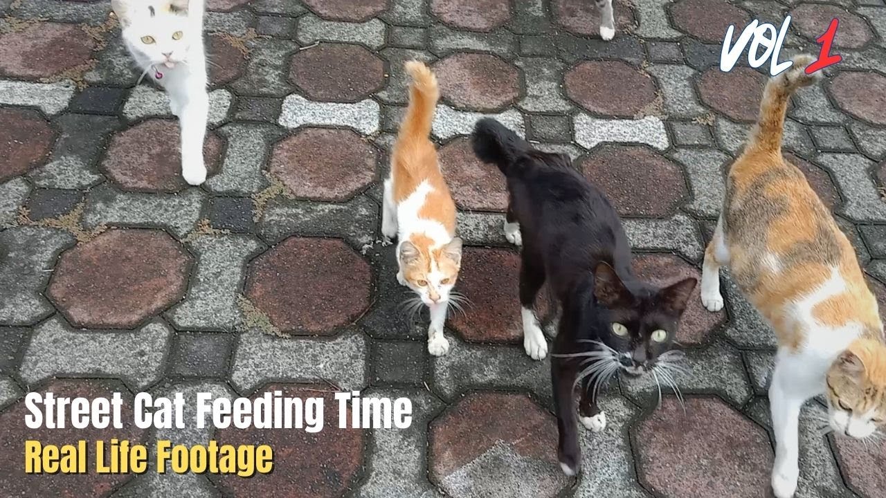 Street Cat Feeding — Real Life Footage  Episode 1