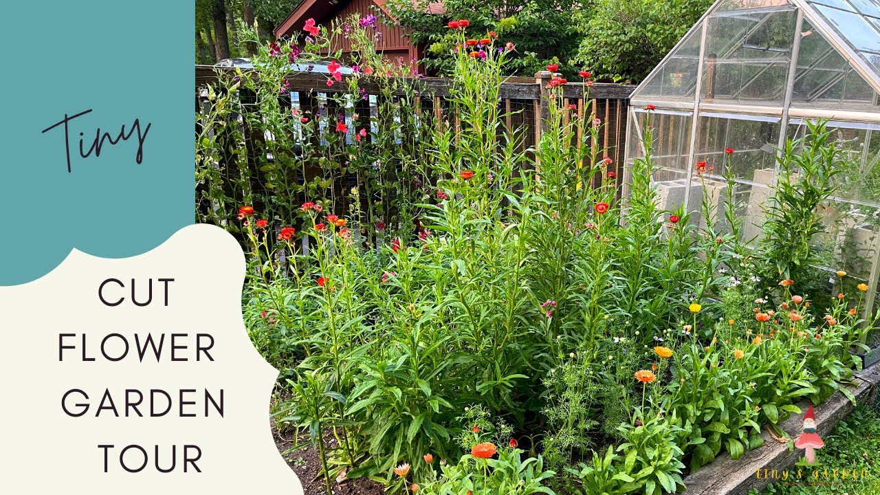 July Updated Cut Flower Garden Tour Entirely Grown from Seed! Tiny Space, Big Results!