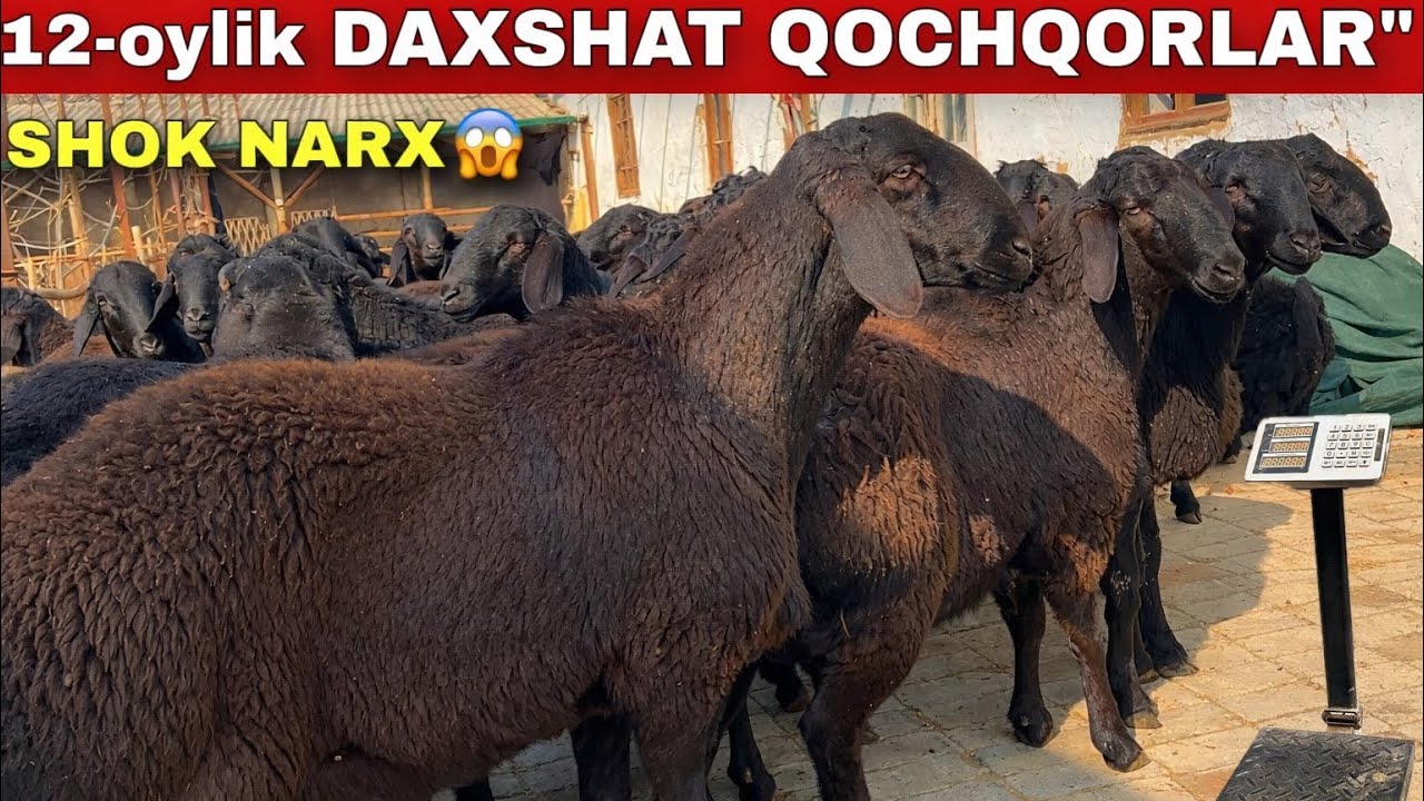 “12-oylik DAXSHAT QOCHQORLAR 😱 TAROZIGA NECHPUL? SHOK NARX!”💥