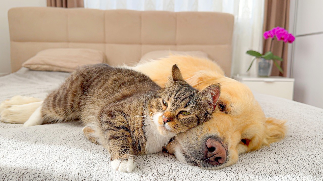 Cutest Friendship Ever: Golden Retriever Loves This Cat