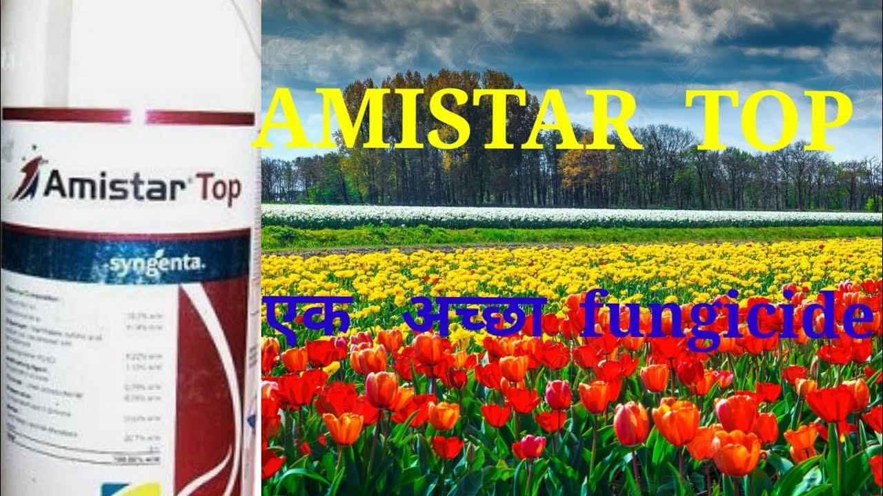 Amistar Top  A Best Fungicide