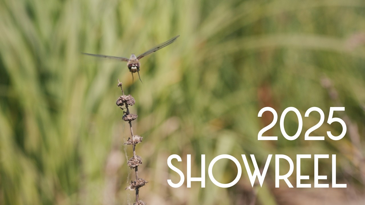 2025 | Showreel