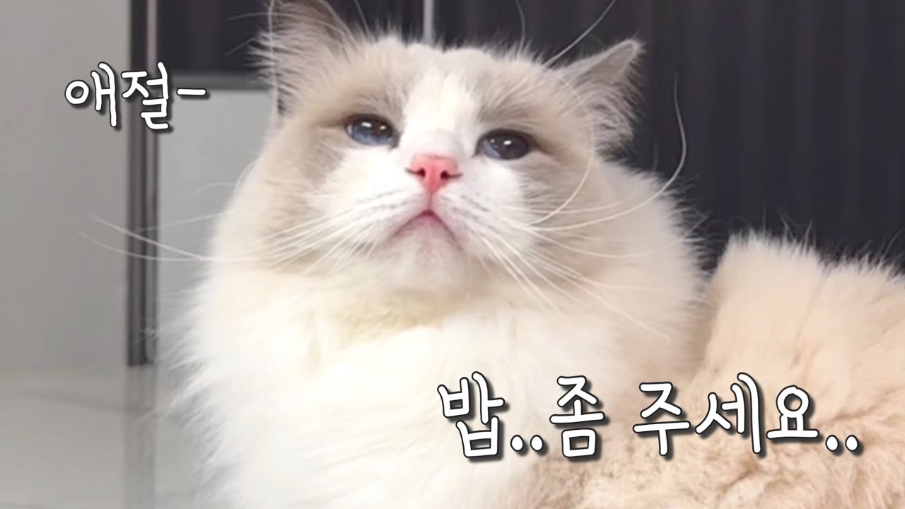 애절미 흐르는 랙돌 고양이 | 6개월 먼치킨 아기고양이