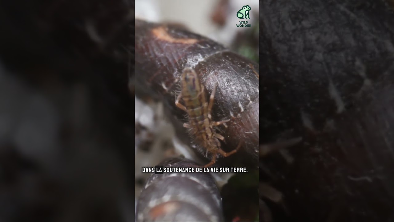 Les collemboles : des micro-recycleurs essentiels 🐜 #Collemboles #Recyclage #Nature #Biodiversit&eacute;