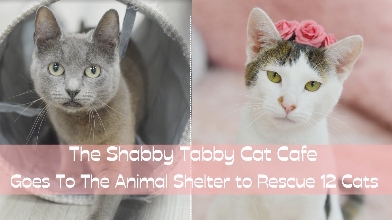 The Shabby Tabby Cat Cafe Goes to the Animal Shelter to Rescue 12 CATS!! 🙀