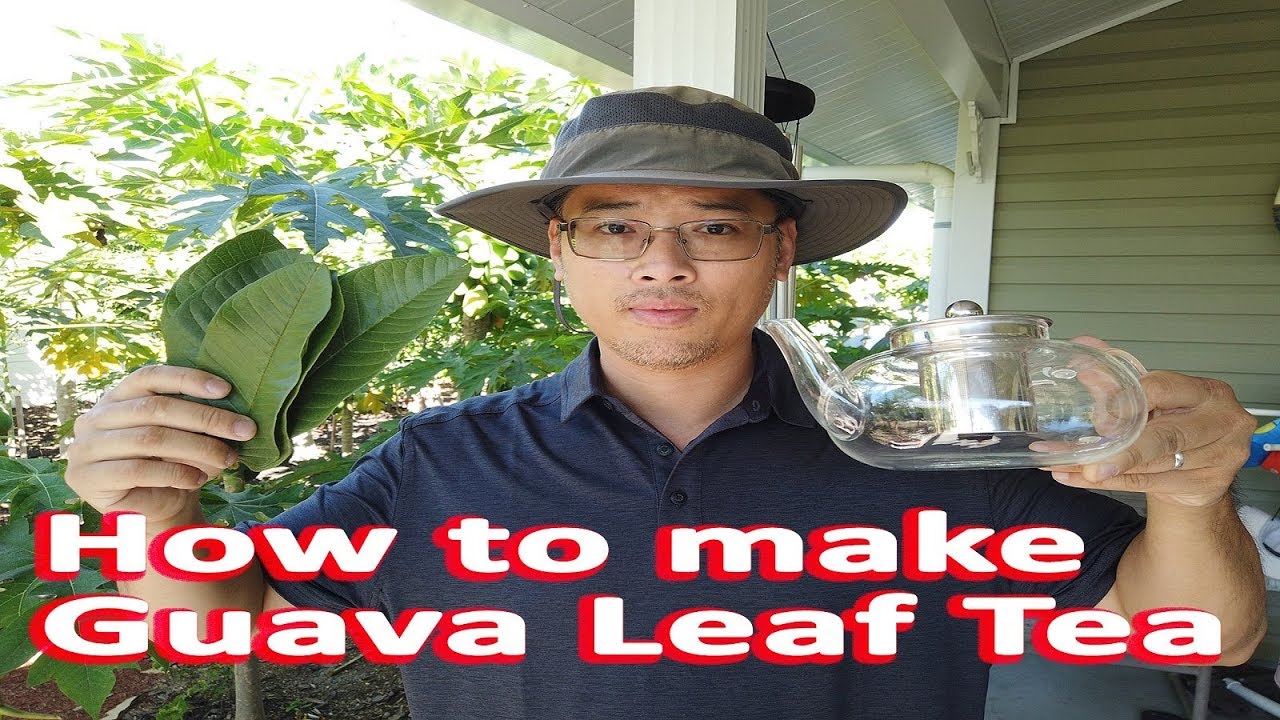 How to make Fresh Guava Leaf tea - Organic - Guava Leaf Benefits GardenHula
