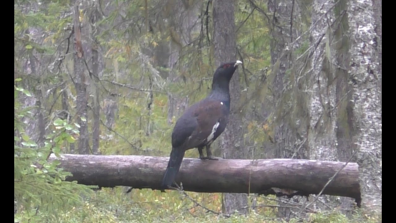 ГЛУХАРЬ вычислил меня. Охота на боровую ДИЧЬ(домой с добычей)